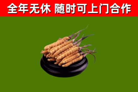 怀柔回收冬虫夏草